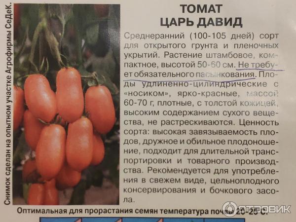 Томат жиголо характеристика и описание сорта фото. Сорт томата Чибис. Томат жигало характеристика и описание.