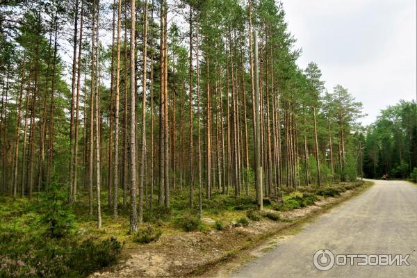 Экскурсионный тур Мистическая энергия Карелии с туроператором Шарм тревел фото