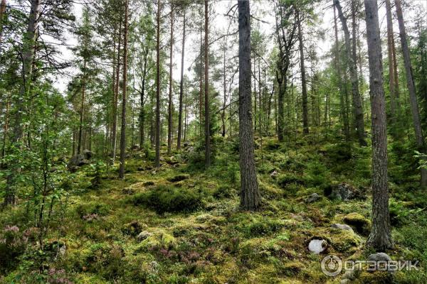 Экскурсионный тур Мистическая энергия Карелии с туроператором Шарм тревел фото