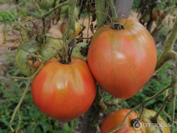 Семена томата Сибирский Сад Абаканский розовый фото