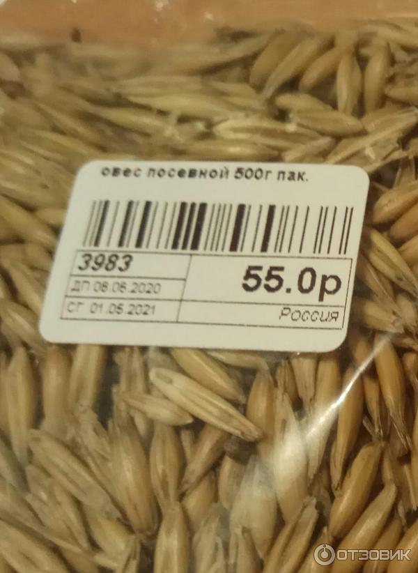 Где Можно Купить Семена Овса