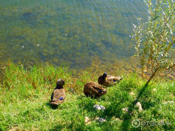 Лебединое озеро (Россия, Горячий Ключ) фото