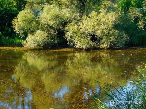 Лебединое озеро (Россия, Горячий Ключ) фото