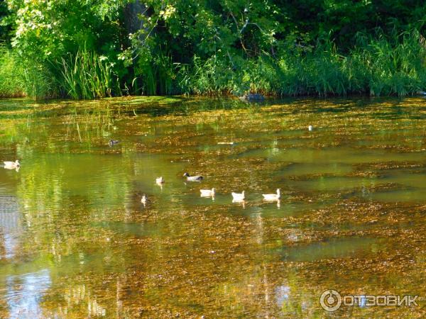 Лебединое озеро (Россия, Горячий Ключ) фото