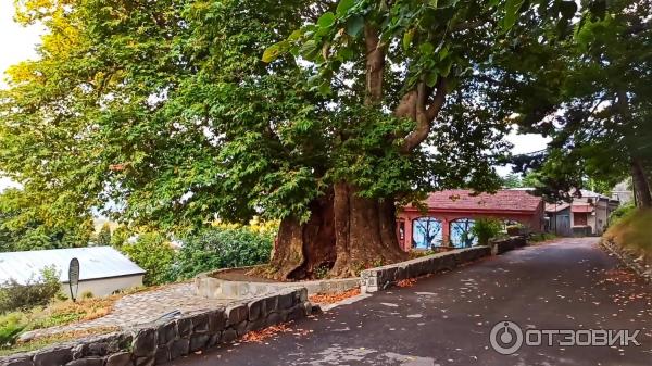 Экскурсия по г. Телави (Грузия, Кахетия) фото