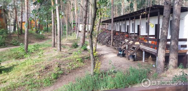 База отдыха Сосенки на Волге (Россия, Самарская область) фото