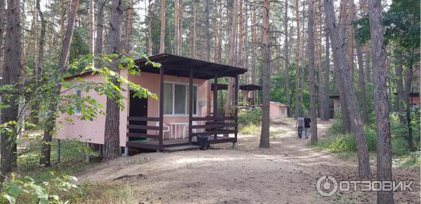 База отдыха Сосенки на Волге (Россия, Самарская область) фото