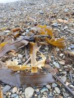 Отдых в Приморье (Россия) фото