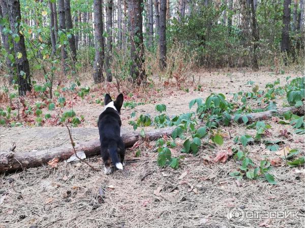 Око видит белку, да зуб неймет