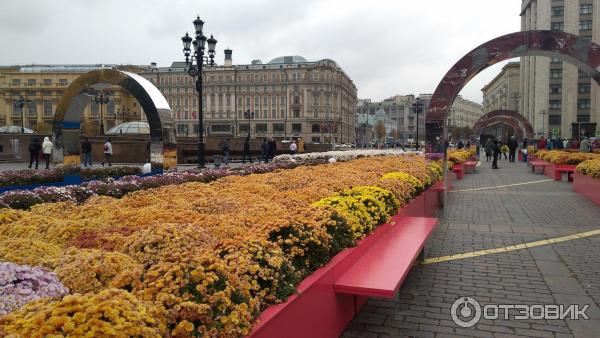 Растение садовое Хризантема мелкоцветная фото