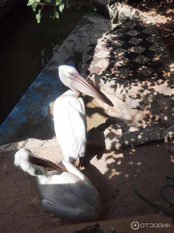 Аквариум Hurghada Grand Aquarium (Египет, Хургада) фото