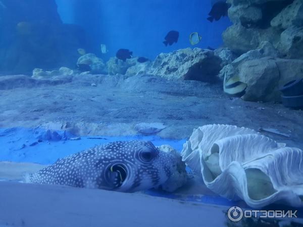 Аквариум Hurghada Grand Aquarium (Египет, Хургада) фото