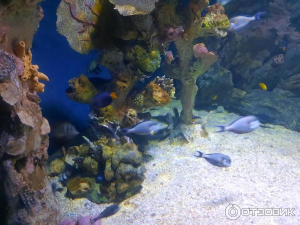 Аквариум Hurghada Grand Aquarium (Египет, Хургада) фото