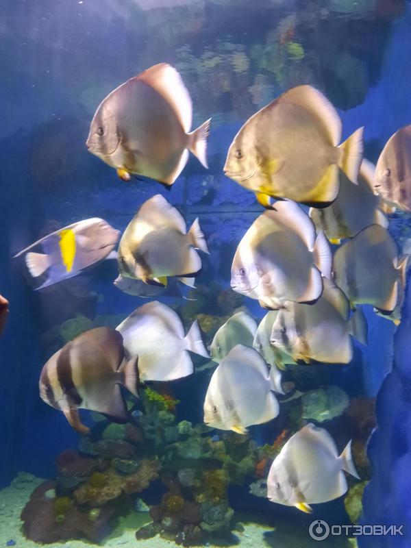 Аквариум Hurghada Grand Aquarium (Египет, Хургада) фото