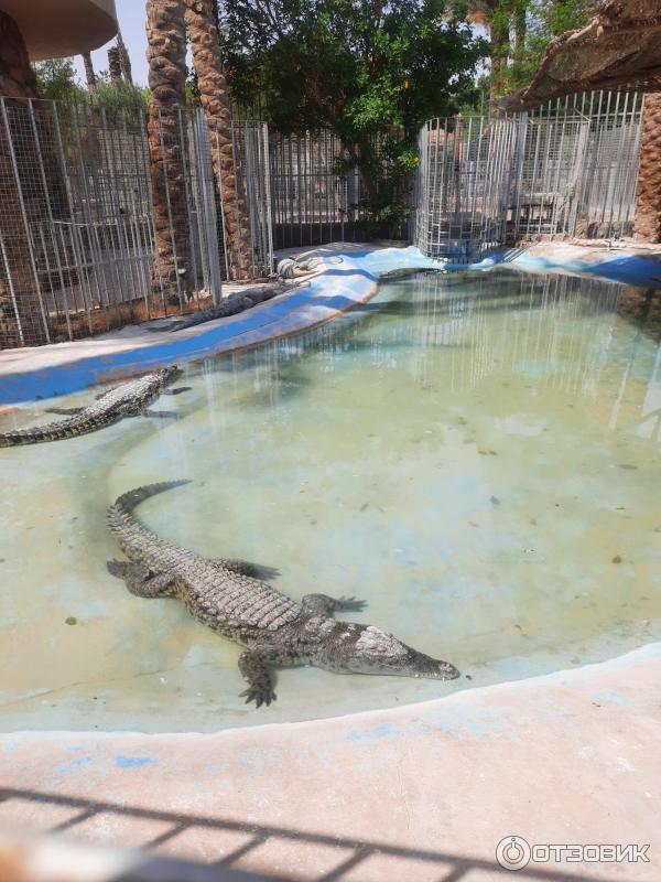 Аквариум Hurghada Grand Aquarium (Египет, Хургада) фото