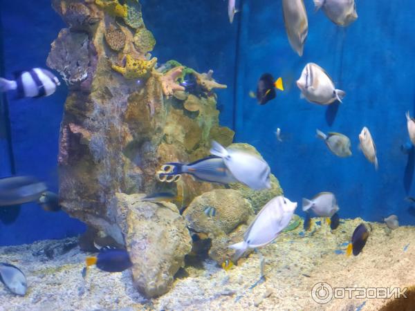 Аквариум Hurghada Grand Aquarium (Египет, Хургада) фото