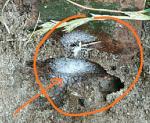 Средство инсектицидное Батата "Дихло босс" фото