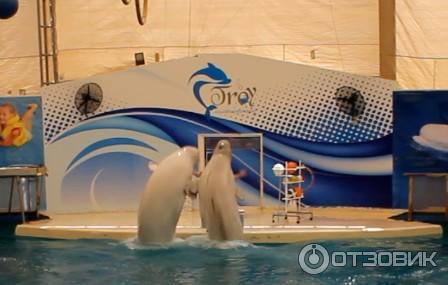 Дельфинарий Troy Aqua & Dolphinarium (Турция, Белек) фото