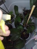 Комплексное удобрение для орхидей Буйский химический завод "Цветочный рай" фото