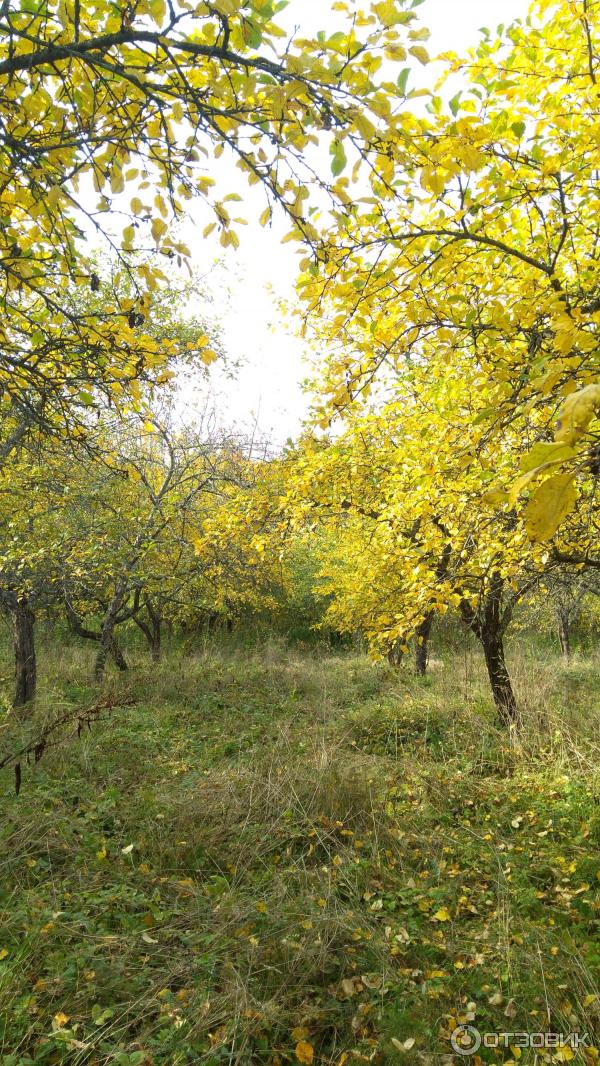 Загородный комплекс отдыха Чукавино (Россия, Тверская область) фото