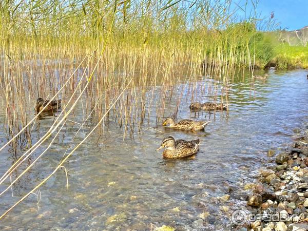 Экскурсия на о. Кижи (Россия, Карелия) фото