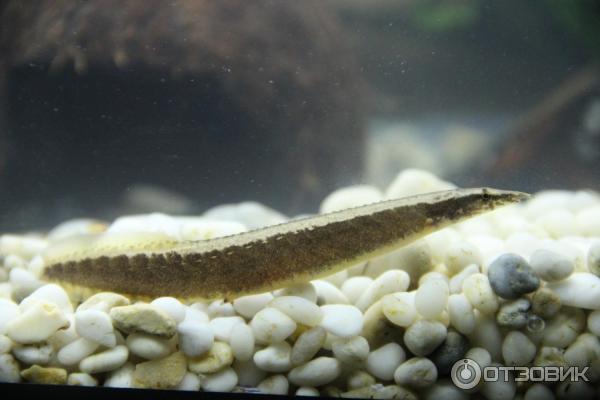 Рыба нож аквариумная: виды, содержание, кормление. - Marlin Aquarium