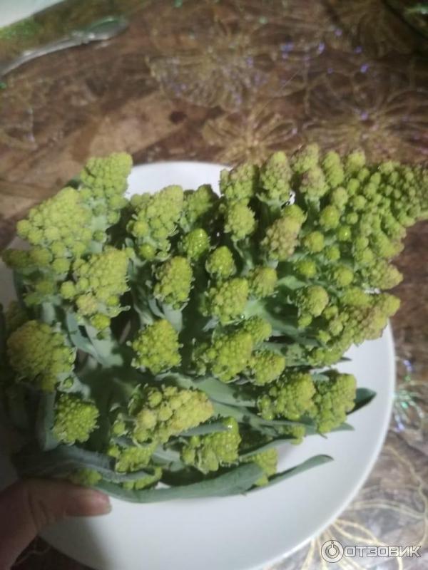 Fractal Fun! The Christmas Tree Vegetable Exotische früchte, Exotisches obst, Ex