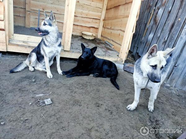 Корм для взрослых собак Dog Chow Adult фото