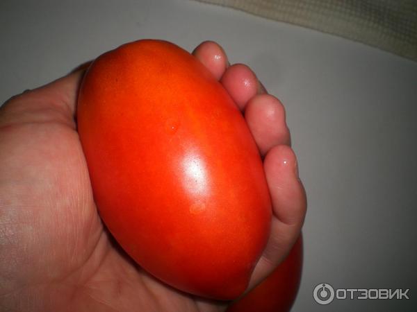 Помидоры Пальчики Фото