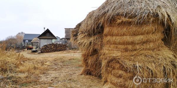 Музей Дом со львом в с. Поповка (Россия, Саратовская область) фото