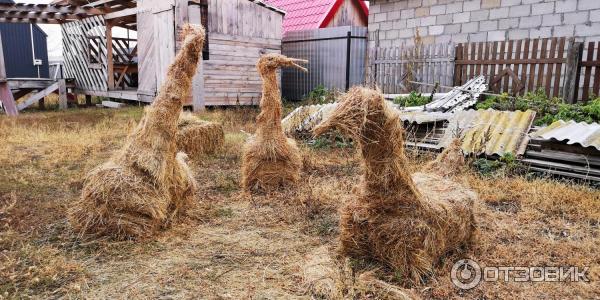 Музей Дом со львом в с. Поповка (Россия, Саратовская область) фото