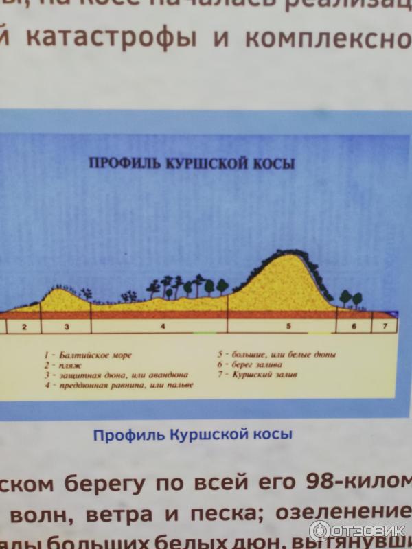 Автобусная экскурсия на Куршскую косу с туроператором Янтарная мозаика (Россия, Калининградская область) фото