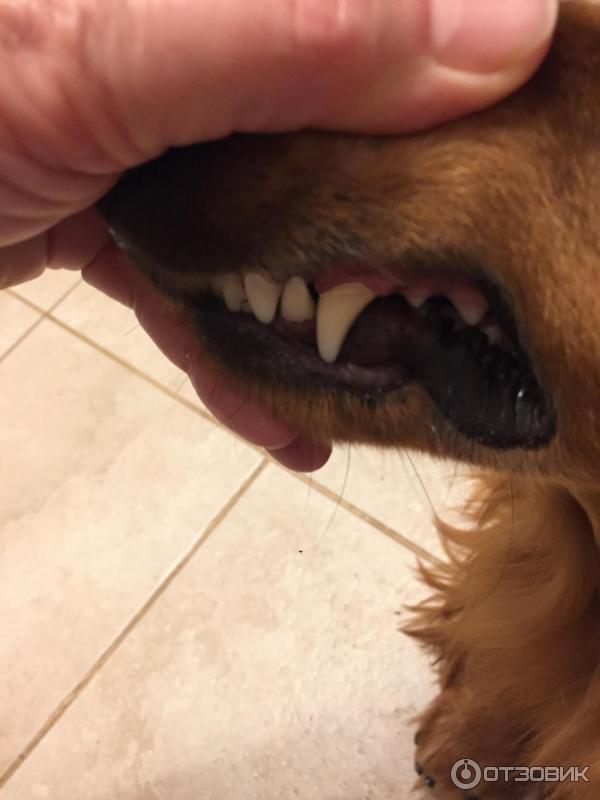 Отзыв о Зубная паста для кошек и собак "Trixie" | С говяжьим ароматом