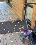 Санаторий "Сибиряк" (Россия, Бердск) фото