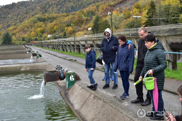 Форелевое хозяйство (Россия, Адлер) фото