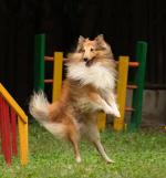 Порода собак "Шелти" фото