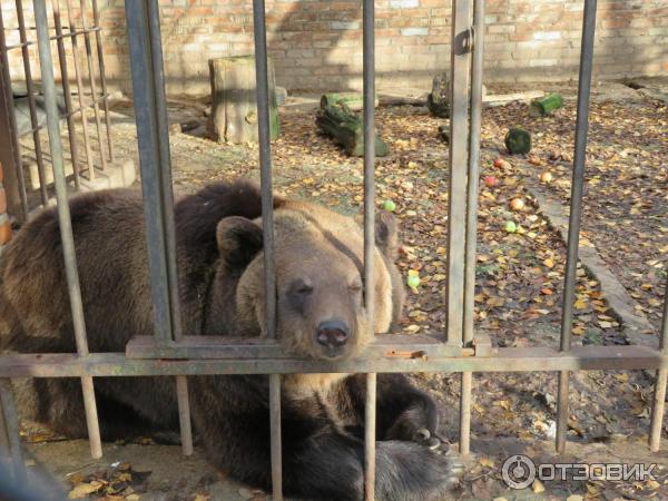 Экопарк зооград пушкинские горы. Экопарк зооград пушкинские горы. Пушкинский зооград режим работы. Зооград пушкинские горы режим. Пушкинский зооград режим работы.