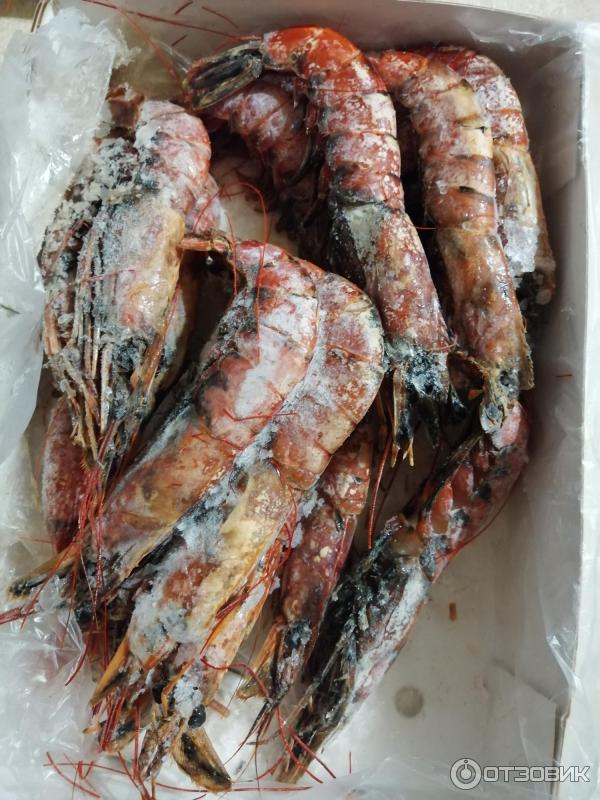 Аргентинские креветки Langostino austral. ООО Лакифиш. Аргентина