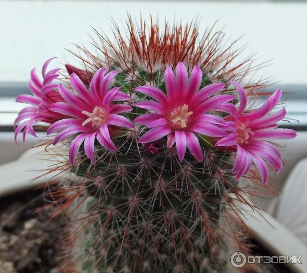 Кактус Маммилярия Вильда (Mammillaria Wildii) фото