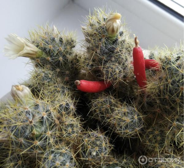 Кактус Маммилярия Вильда (Mammillaria Wildii) фото