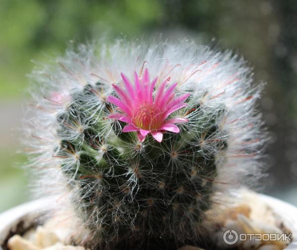 Кактус Маммилярия Вильда (Mammillaria Wildii) фото