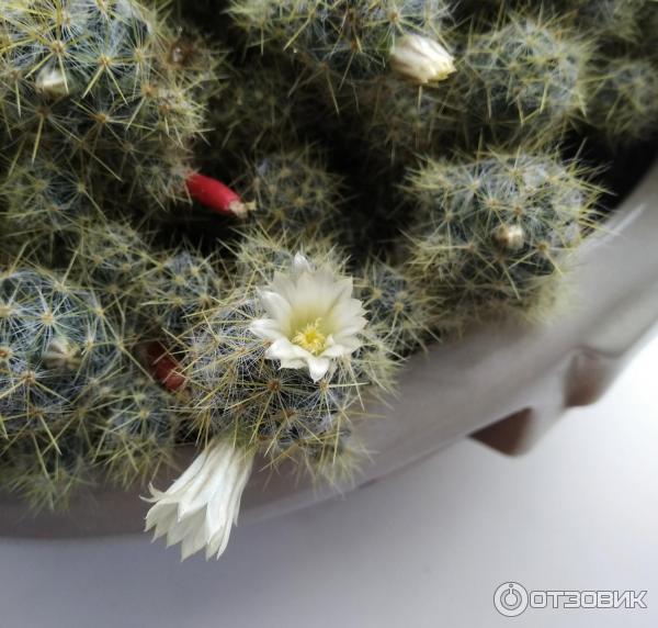 Кактус Маммилярия Вильда (Mammillaria Wildii) фото