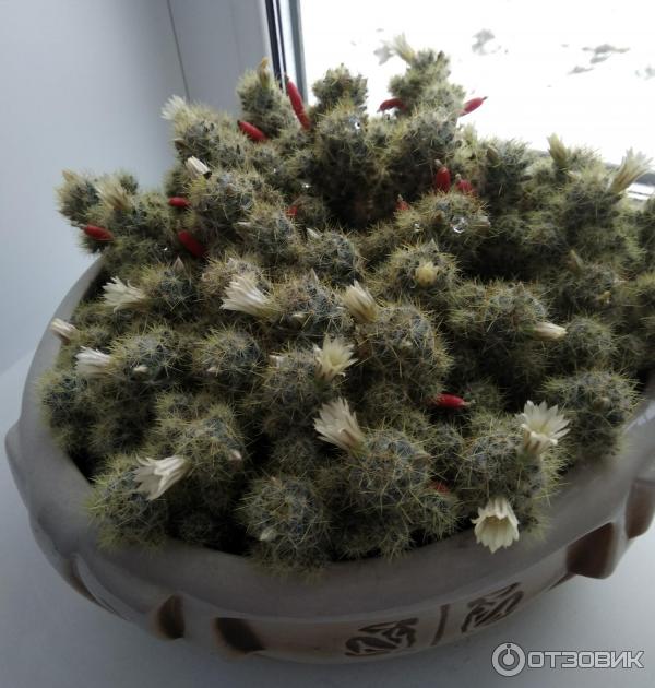 Кактус Маммилярия Вильда (Mammillaria Wildii) фото