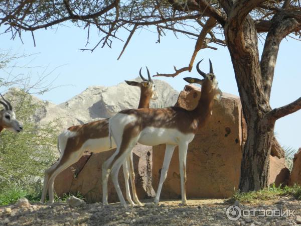 Al ain zoo