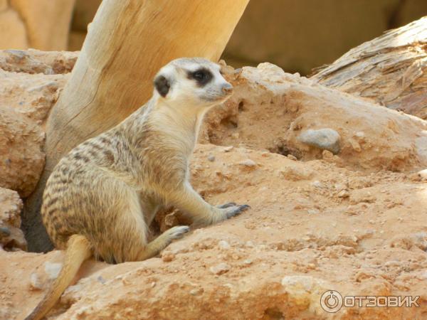 Al ain zoo