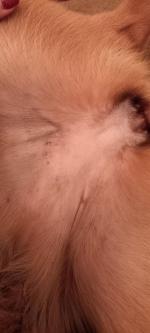 Ветеринарная клиника "Миллион друзей" (Россия, Ярославль) фото