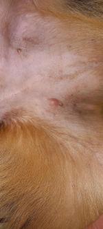 Ветеринарная клиника "Миллион друзей" (Россия, Ярославль) фото