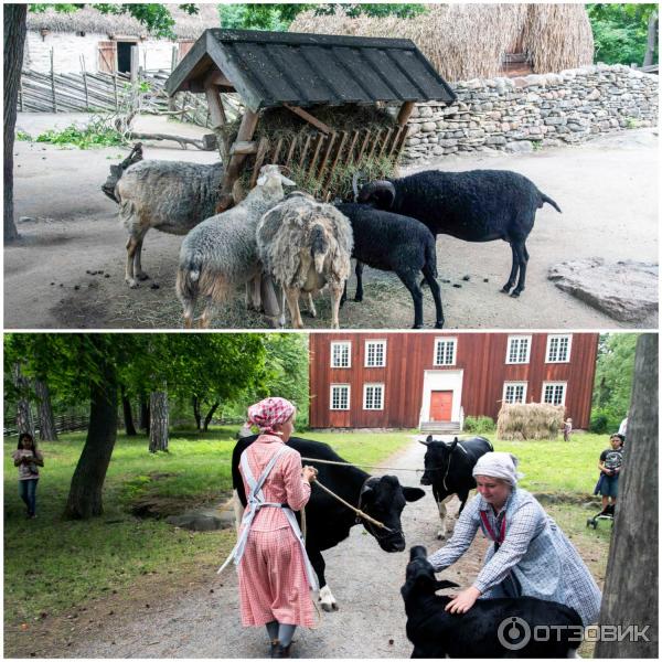 Скансен, скотный двор