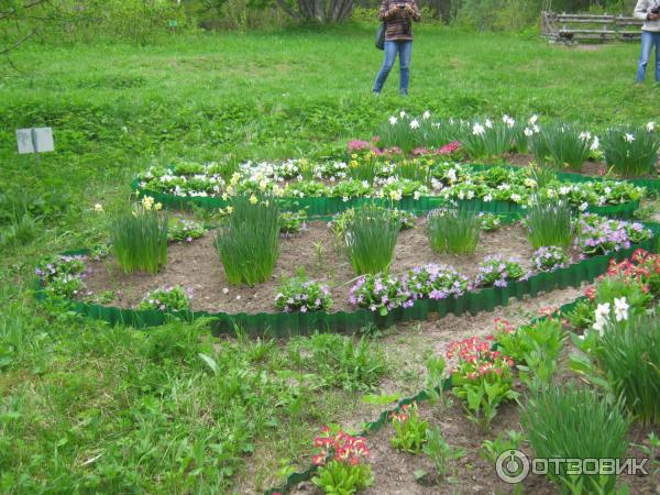 Ботанический сад Соловецких Островов (Россия, Архангельская область) фото