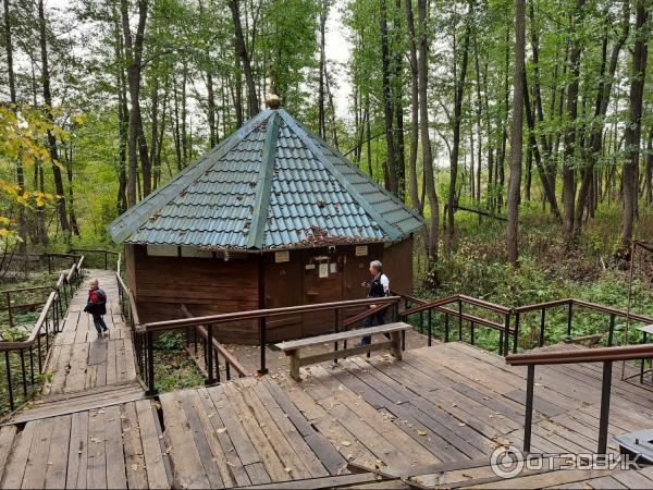 Монастырь Шамордино (Россия, Калужская область) фото